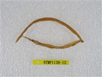 藏品(線尾鴨嘴鰻)的圖片